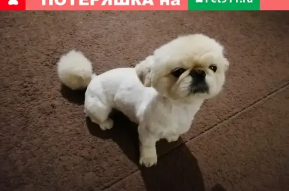 Пропала собака Филя во Владимире