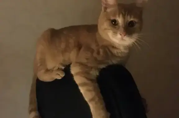 Пропал домашний кот в поселке Дачная-1, Смоленская область