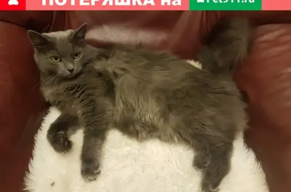 Пропал кот Филя в Ларёво, Мытищи.