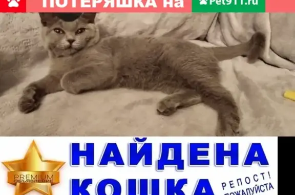 Пропала кошка возле метро Люблино, Белореченская 19