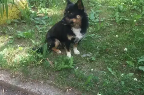 Найдена собака в Сафоново, Смоленская область