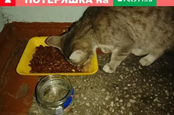 Найдена кошка в Абакане, р-н ост. Трудовая