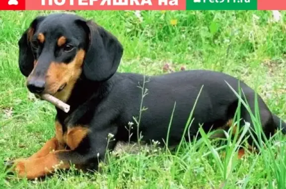 Пропала собака Юта в Рославле