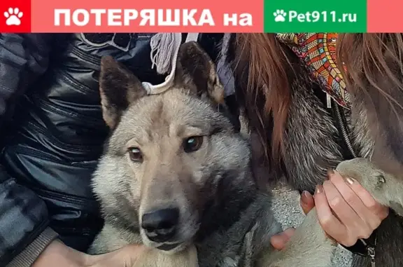 Пропала собака Соболь в Черепаново, помогите найти!