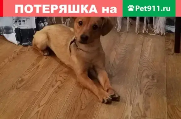 Потерянные животные Новокузнецк, фото: Пропала собака в районе Точилино, Новокузнецк