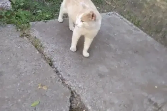 Найден кремовый котик на базе в Челябинске.