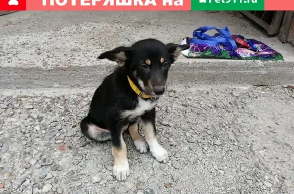Срочно найдена добрая собака в Железногорске