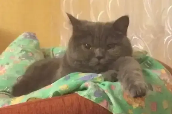 Кошки потеряшки, Ярославль, фото: Потеряшка кошка на Громова 44, ищем!