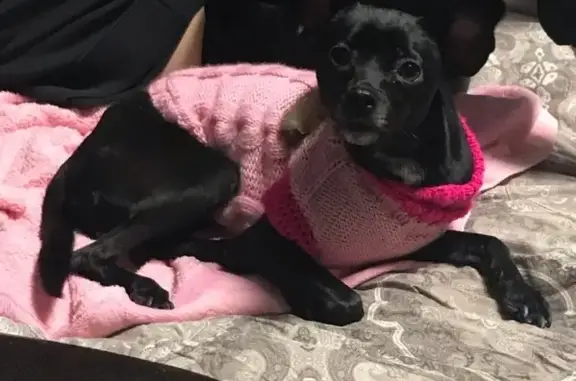 Потерянные животные Сургут, фото: Пропала собака Моня в 27 районе, Сургут