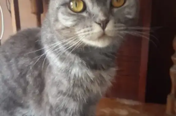 Найдена кошка в Москве, обращаться в ватсап