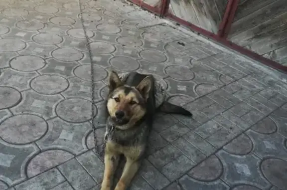 Пропала собака Мила в Черногорске, Хакасия