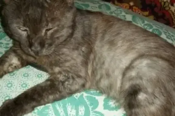 Пропала черная кошка с дефектом глаза в Новороссийске
