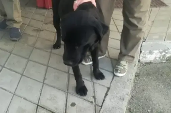 Собака найдена на промтерритории в Майкопе