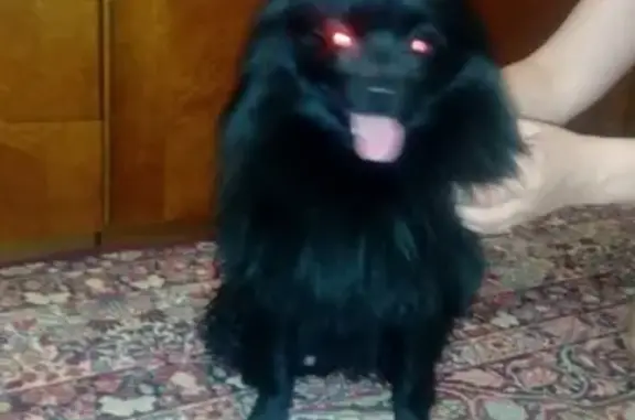 Собака найдена в Макеевке, Ростовская область