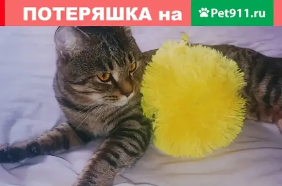 Найден кот в Новокосино, ищем хозяина