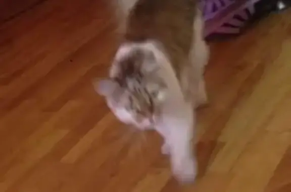 Потерянные животные Москва, фото: Пропала добрая кошка в Москве, звоните