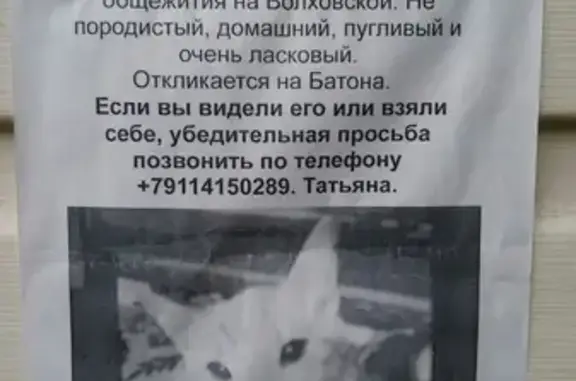 Пропал кот в Петрозаводске на Волховской у Татьяны