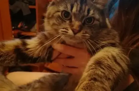 Пропала кошка в Солнечногорске