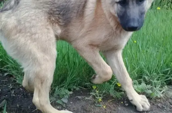 Найден щенок Рекс в районе СНТ Фотон, ищет хозяев
