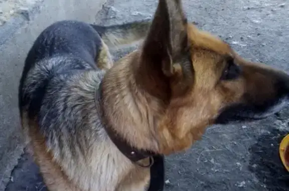 Собака найдена в Челябинске, Ленинский район.