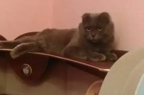 Найден взрослый кот на Федорова 65 в Сургуте