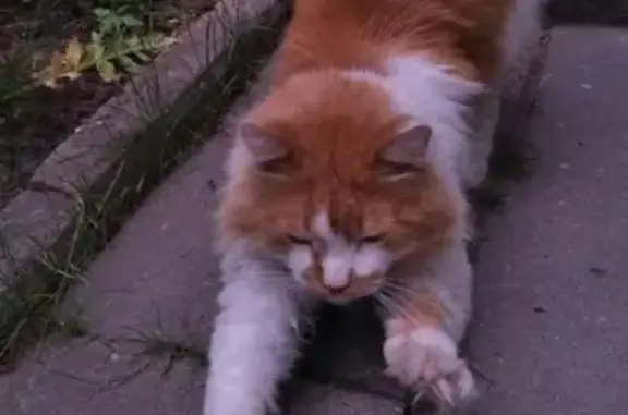 Пропала кошка в Твери, вознаграждение гарантировано