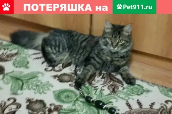 Пропала кошка Семен Семёныч в п. Майском