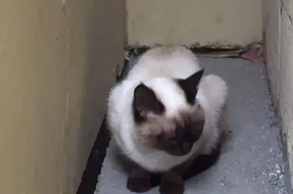 Найдена сиамская кошка в Гамово, Пермь, ул. 50 лет Октября