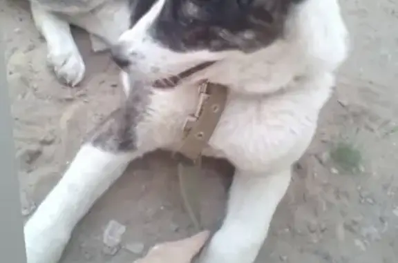 Пропала собака Эльза в Михайловке, Волгоградская область