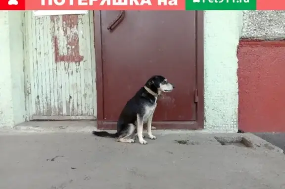 Найдена собака на пр. Химиков