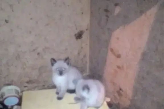 Найдены сиамские котята в подвале дома в Владимире