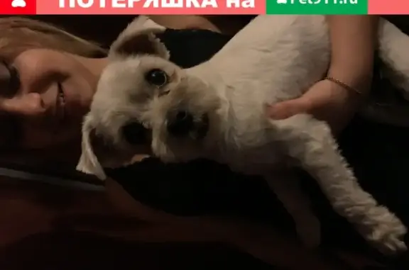 Собака-мальчик ищет дом в Н. Новгороде.