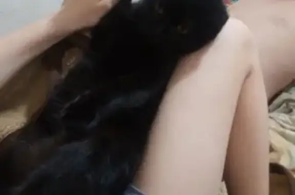 Пропала черная кошка с белым галстучком в Ростове, 2-й Жаркий переулок