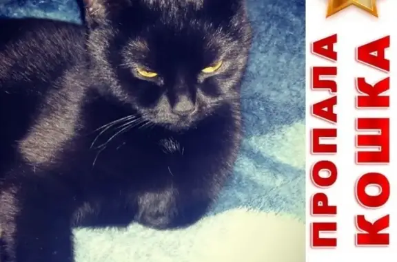 Пропала кошка Кира в Адмиралтейском районе, вознаграждение за находку.