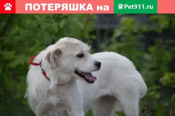 Собаки потеряшки, Тверь, фото: Потеряшка собака Маля в дер. Чуприяновка, Тверская область