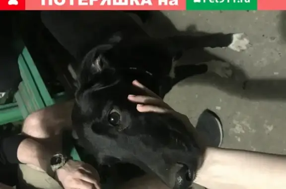 Найдена собака на ул. Папина, 29, Липецк