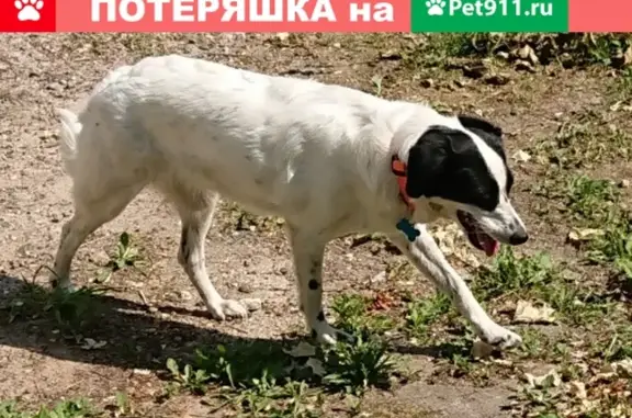 Собаки потеряшки, Нижний Новгород, фото: Потеряшка собака Варвара в селе Безводное, Кстовский район, Нижний Новгород.