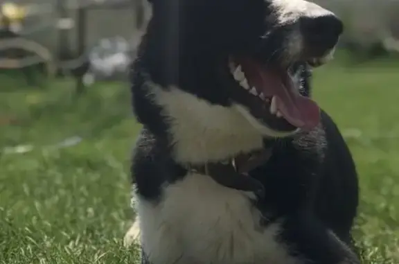 Пропала собака Черно-белого окраса в Пятково, откликается на имя Грейс