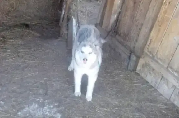 Пропал щенок Хаски в поселке Белоглинный, Саратовская область
