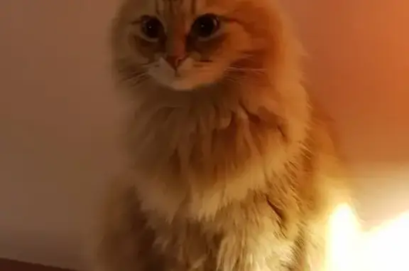 Потерянные животные Москва, фото: Пропал кот в Москве, 5-й Монетчиковский переулок, 11