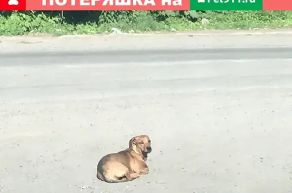 Собака Такса с ошейником возле аглофабрики в Новокузнецке