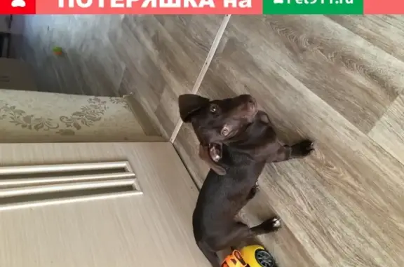 Найдена собака на ул. Ивана Черных, Томск
