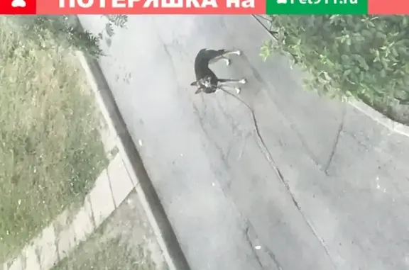 Собака лает напротив Сбербанка, Бухарестская ул. 112, СПб