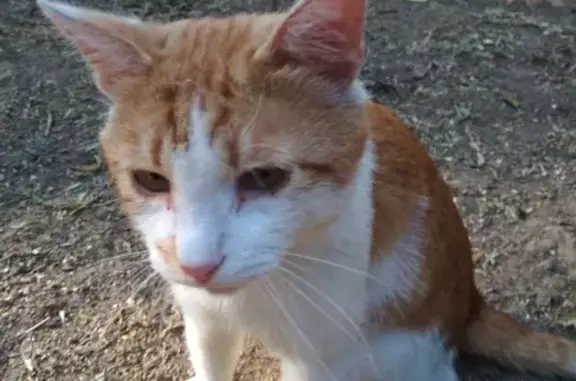 Найден рыжий кот на Полярной улице