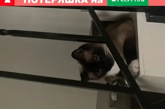 Пропал кот Томас в Куркино, Москва