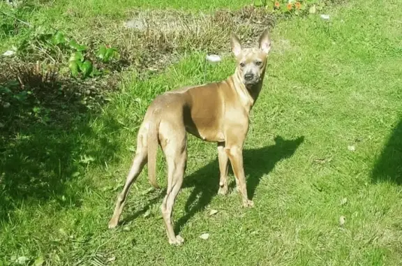 Пропала собака в Кубинке, СНТ Асаково, требуется медицинский уход.