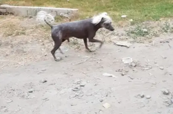 Найдена китайская хохлатая собака на улице Мадояна в Ростове