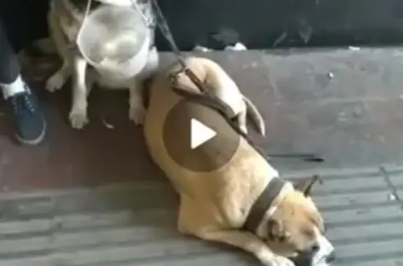 Найдена собака, Москва, фото: Найдена собака у метро Электрозаводская в переходе ж/д станции