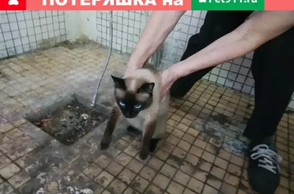 Пропала кошка на улице Перерва в Москве