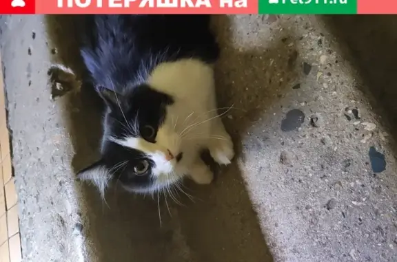 Найдена черно-белая кошка в Щёлково, ул. Советская 54А